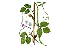 Tigmotropisme pada Tumbuhan Kacang Panjang