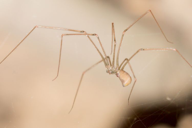 Ilustrasi laba-laba di rumah. 
