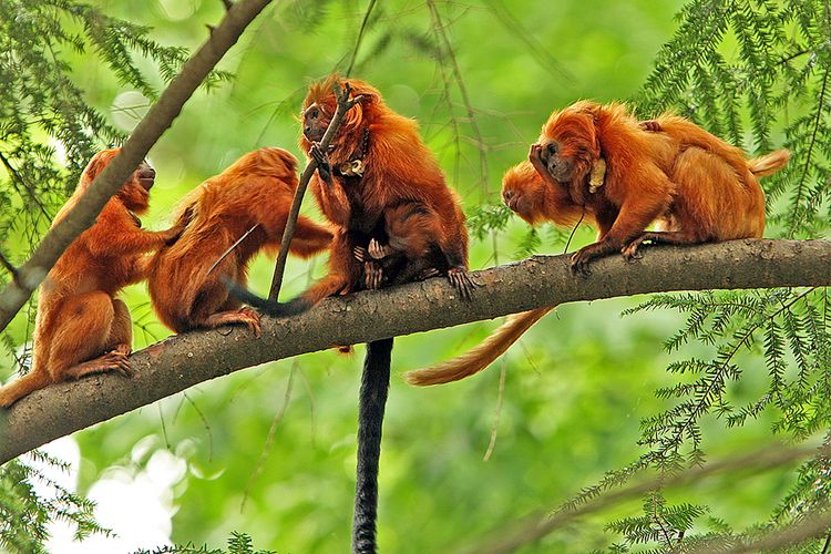 Golden lion tamarin, hewan endemik Hutan Amazon