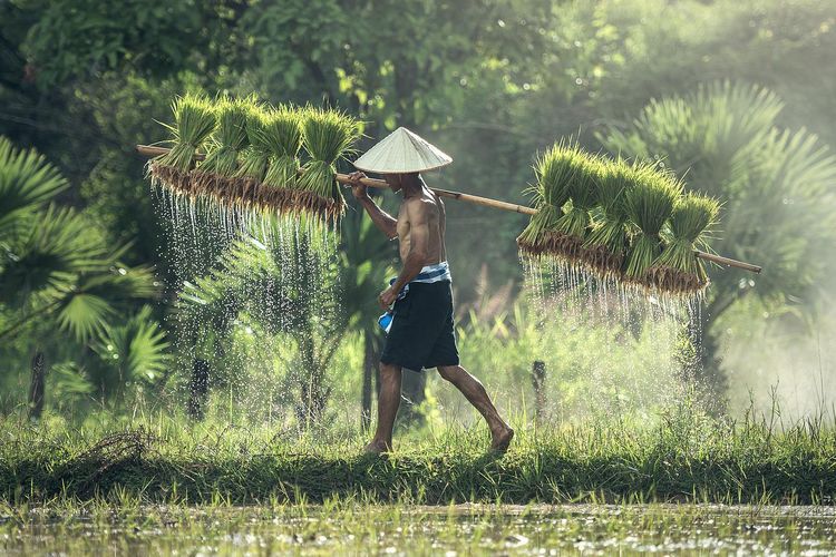 Ilustrasi petani. 