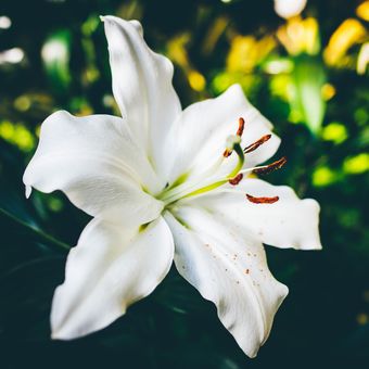 Ilustrasi bunga Lily. 