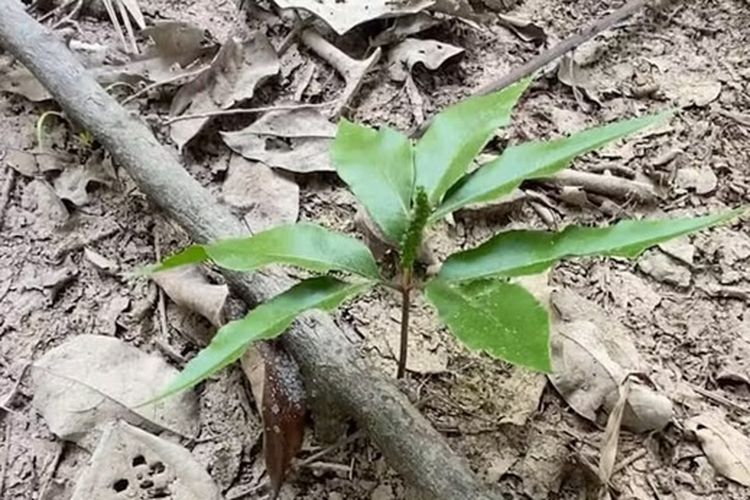 Daun teken parei muda, penyedap alami suku Dayak Kalimantan Tengah.