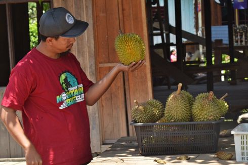 Kantongi Rp 7 Juta Per Hari, Petani Ogah Jual Durian ke Malaysia