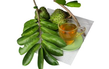 Buah dan Daun Sirsak Diklaim Lebih Efektif Bunuh Kanker, Bagaimana ...