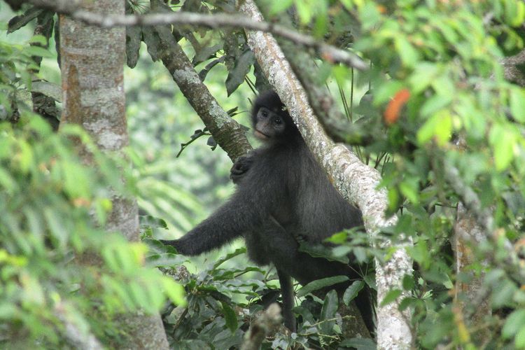 Mengenal Surili Monyet Langka Dari Jawa Barat Yang Berpoligami Halaman All Kompas Com