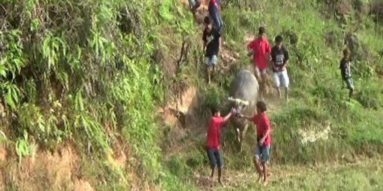 Ma?pasitanduk Tedong merupakan tradisi hiburan bagi keluarga yang berduka di Mamasa, Sulawesi Barat, Selasa (16/10/2018). Tujuan adu kerbau ini untuk memberikan hiburan bagi keluarga yang mengalami dukacita agar mereka tidak lama larut dalam kesedihan karena kehilangan sosok anggota keluarga yang mereka cintai.