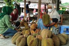 Lezatnya Durian Lereng Merapi Klaten, Daging Pulen dan Rasa Legit