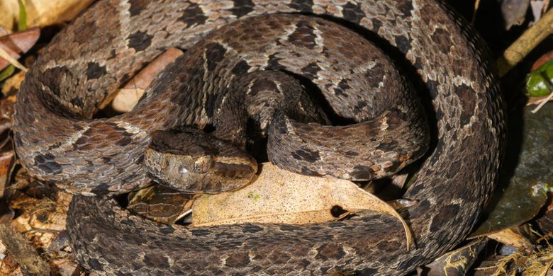 Tukli mushuklarning koplab fotosuratlari dachada uy qurilishi dumbalari