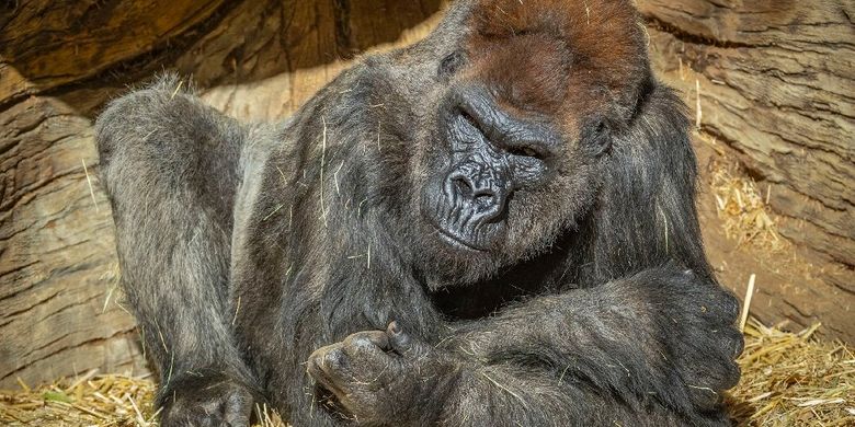 Pertama Di Dunia Rusia Daftarkan Vaksin Covid 19 Untuk Hewan