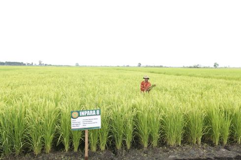 Dukung Pengembangan Hortikultura, Guru Besar IPB: Bisa Jadi Cash Crop