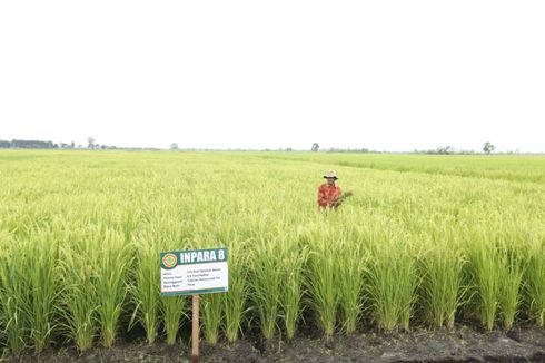 Mulai Maret, Pengumuman Penetapan Lahan Sawah Dilindungi di 33 Provinsi 