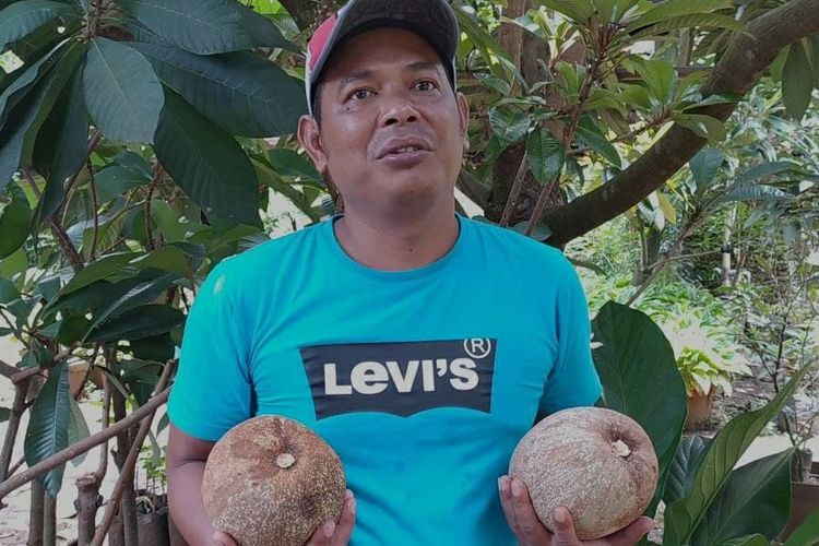 Ismanto saat memperlihatkan Sawo Mamet Sapote