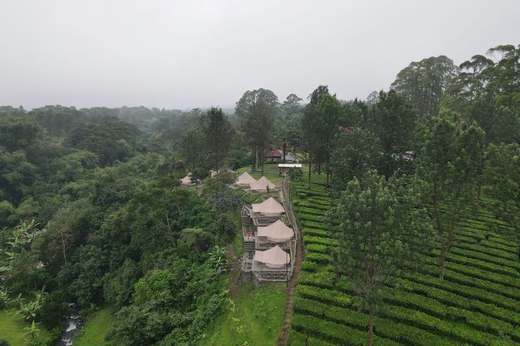 Kawasan Agrowisata Gunung Mas Bogor menawarkan pemandangan kebun teh.