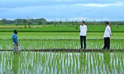 Presiden Kunjungi Pertanian Modern di Distrik Kurik, Mentan Amran Optimistis Merauke Jadi Lumbung Pangan Indonesia Timur