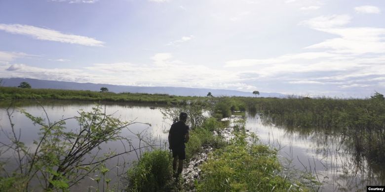 Seorang warga berjalan di antara pematang sawah yang tidak bisa diolah sejak Juli 2020 karena terendam air danau Poso. Jumat, 6 November 2020. 