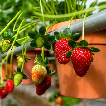 Ilustrasi menanam strawberry di dataran rendah