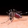 Bumi Makin Hangat, Eropa Bersiap Hadapi Ledakan Kasus Chikungunya