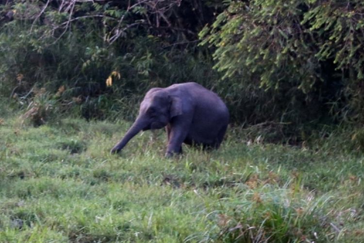 Gajah liar terlihat saat Mahout melakukan monitoring pergerakan gajah Sumatera (Elephas maximus sumatranus) di kawasan Taman Nasional Way Kambas, Lampung Timur, Minggu (30/7/2017). Gajah-gajah jinak milik Elephant Response Unit dilatih untuk digunakan mengatasi konflik gajah liar dengan warga di sekitar kawasan hutan Taman Nasional Way Kambas.