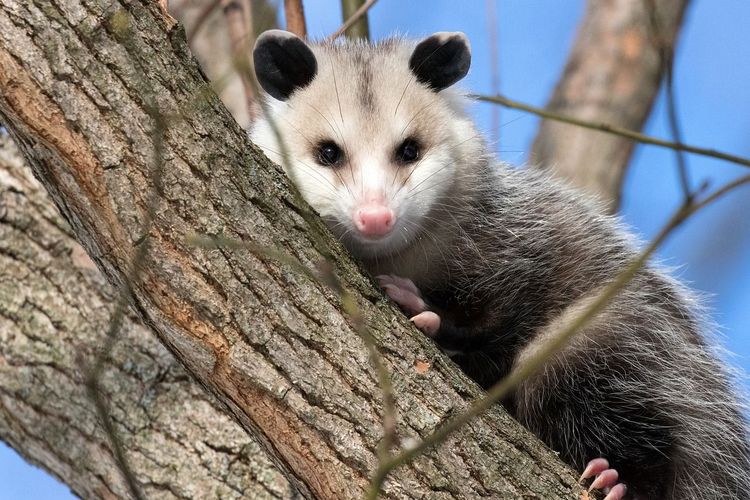 Opossum Virginia