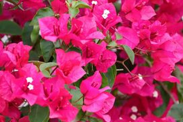 Tanaman bunga kertas.