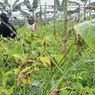 Cuaca Buruk, Petani di Banyumas Menjerit karena Banyak Tanaman Cabai yang Rusak