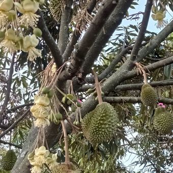 Bunga durian musang king sudah mekar di Tana Durian Klaten, nantinya akan tumbuh menjadi buah.