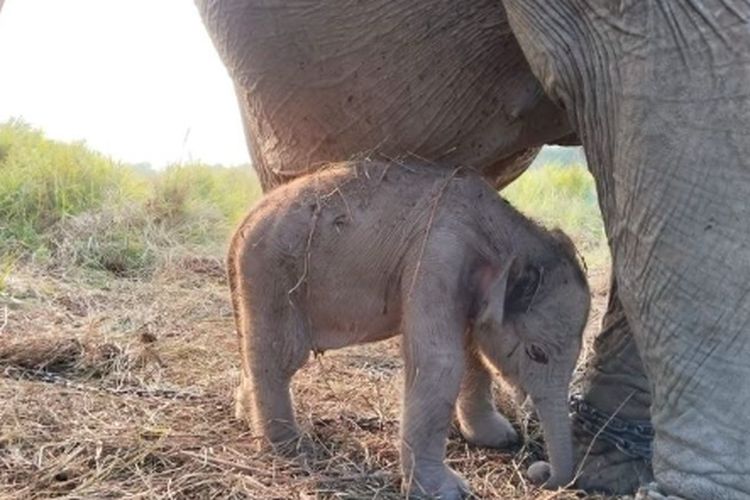 Titiek Soeharto Beri Nama Merdekawati untuk Bayi Gajah di PKG Jalur 21 Padang Sugihan