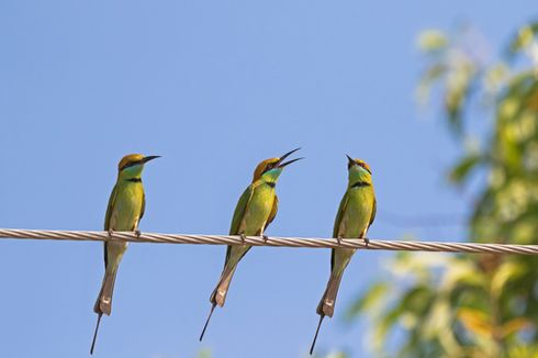 Mengapa Burung Tidak Tersengat Listrik di Kabel Listrik?