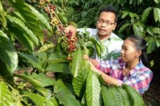 Libur Lebaran, Saatnya Wisata Petik Kopi di Kampoeng Kopi Banaran