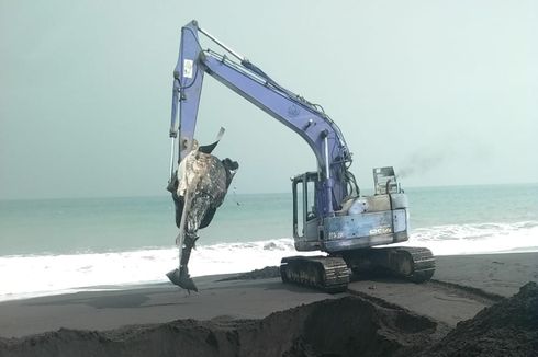 Bangkai Hiu Tutul Terdampar di Pantai Selok Anyar Lumajang, Dikubur Pakai Alat Berat