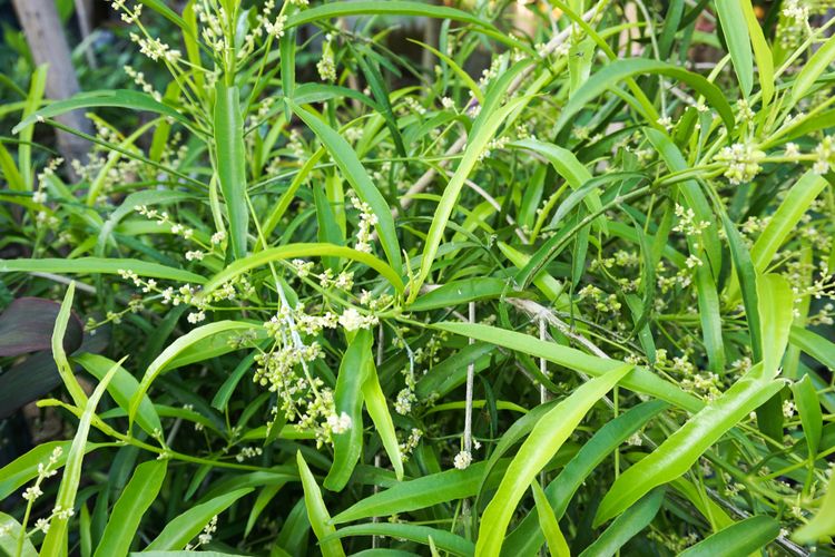 Ilustrasi tanaman Zodia (Evadia suaveolens), yang merupakan salah satu tanaman pengusir nyamuk. 