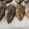 Banyak Ikan Ditangkap Berlebihan, Komnas Kajiskan Minta Pemerintah Andalkan Data Stok