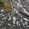 Ribuan Ikan Mati di Sungai Oder Jerman-Polandia Belum Pasti karena Racun