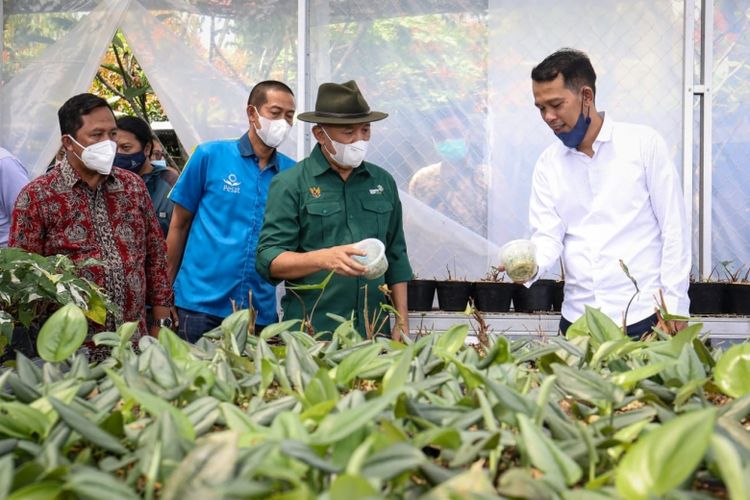 Menkop UKM Teten Masduki saat mengunjungi green house Minaqu di Desa Sukamantri, Tamansari, Bogor, Selasa (19/10/2021).