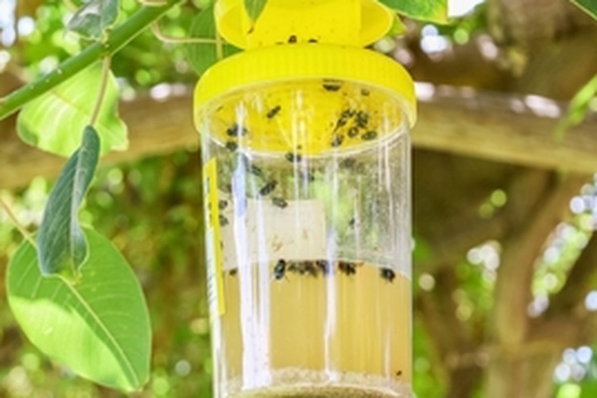 Ilustrasi perangkap lalat buah