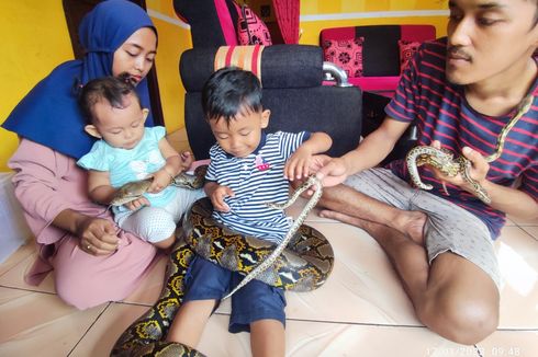 Hidup Bareng Piton, Keluarga di Kuningan Tetap Awasi Anak Saat Main dengan Ular