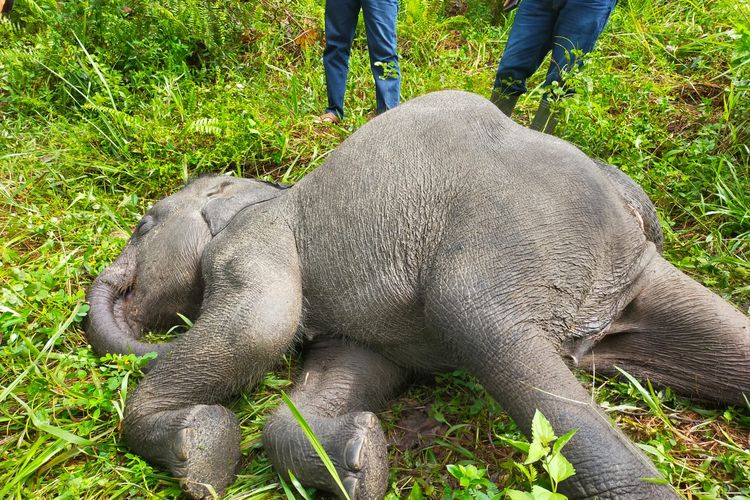 Anak gajah yang mati diduga akibat virus di PLG Minas, Kabupaten Siak, Riau, Sabtu (12/8/2023).