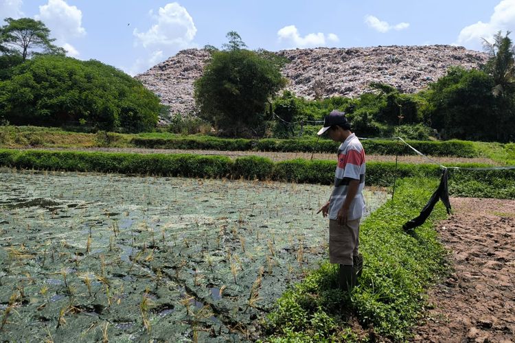 Sawah Petani di Jember Tercemar TPA Pakusari, Pemkab Rencanakan Perbaikan Irigasi
