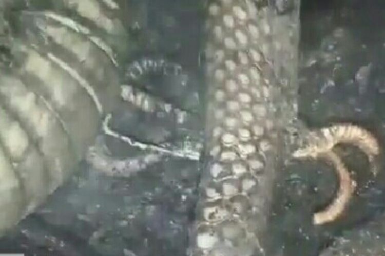 Ular berkaki yang ditemukan mati terbakar di lokasi karhutla di Desa Sekip Hilir, Kecamatan Rengat, Kabupaten Inhu, Riau, Rabu (18/9/2019).