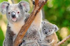 Organ Aneh Bikin Koala Melenguh Saat Musim Kawin