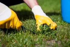 Cara Membasmi Rumput Liar di Halaman Rumah Pakai 2 Bahan Alami
