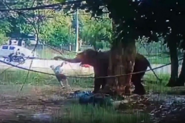 Potongan video memperlihatkan pria bernama Rachan Theerapittayatrakul dihajar seekor gajah bernama Cherry menggunakan belalainya di Pak Chong, Thailand. Rachan dihajar hingga tewas setelah terlalu dekat untuk memberi makan Cherry.