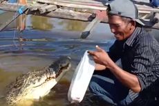 Diyakini Sebagai Anaknya, Buaya 4 Meter Bernama Riska 23 Tahun Dirawat oleh Pak Ambo