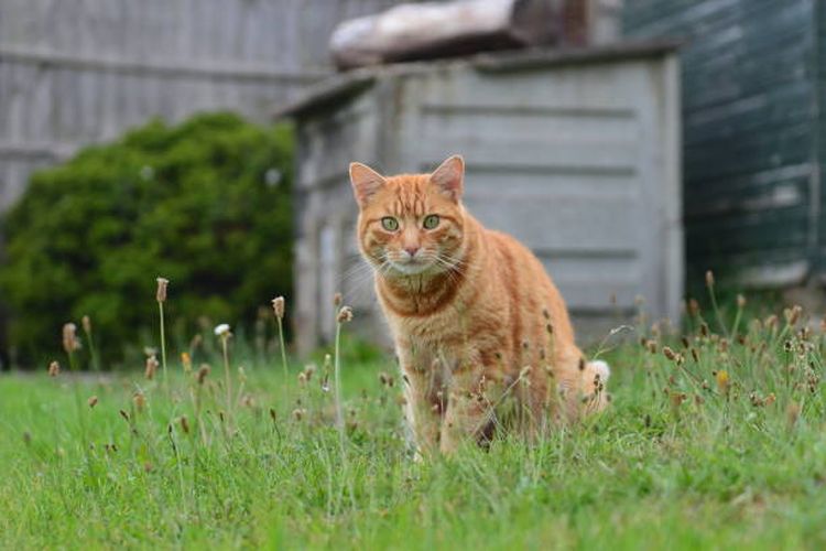 Benarkah semua kucing oranye pasti jantan?