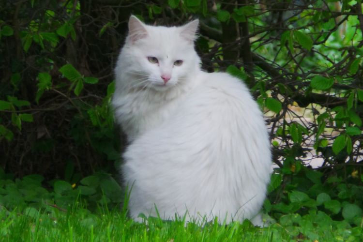 Ilustrasi kucing - Kucing Anggora.