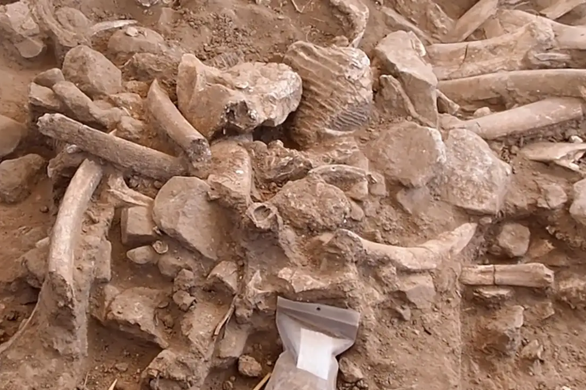 Tumpukan tulang-tulang mammoth yang ditemukan di New Mexico. Temuan tulang mammoth ungkap kapan manusia pertama kali menghuni Amerika.
