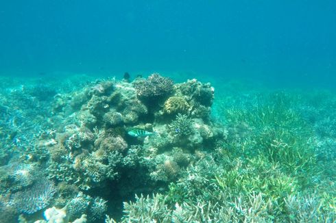 Menyusuri Keindahan Bawah Laut Manjarite di TN Komodo