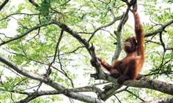 Perusahaan Tambang Beri Orangutan Rumah Baru di Lahan Reklamasi