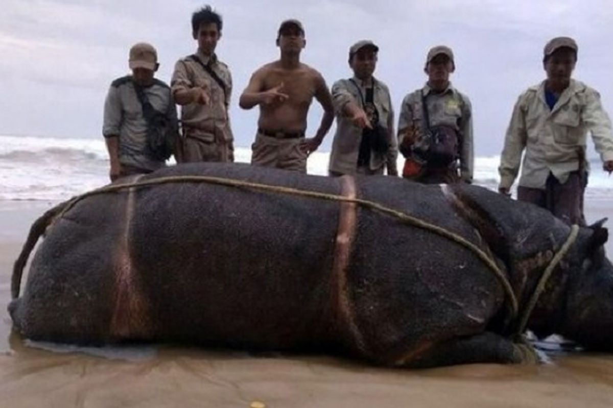 Bangkai badak jawa bernama Samson yang ditemukan di Pantai Karang Ranjang, Taman Nasional Ujung Kulon.