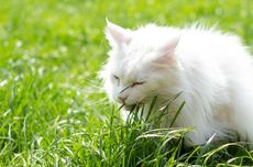 Benarkah Kucing Makan Rumput untuk Memuntahkan Isi Perutnya?